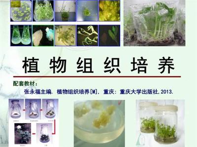 組織培養(yǎng)技術(shù)與生物基材料的市場(chǎng)前景與銷售策略